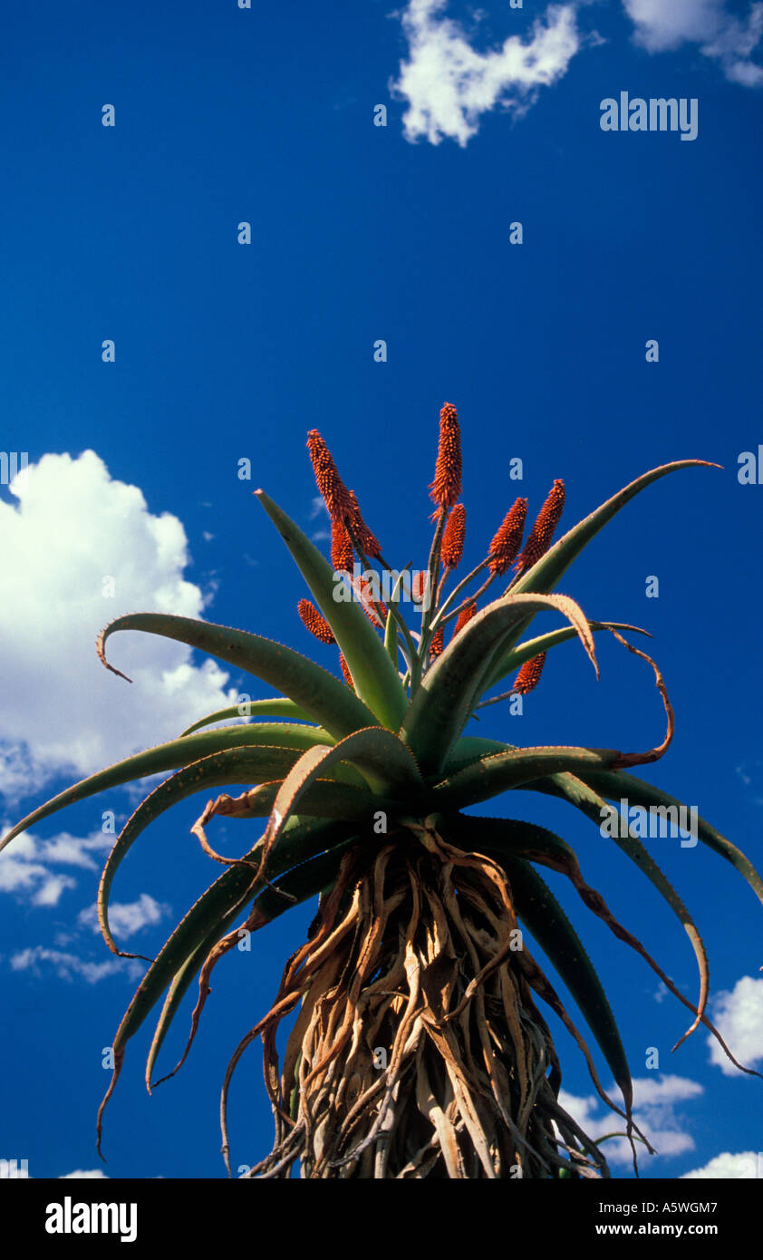 Aloe plant with withering leaves, blue sky with clouds, in Zimbabwe, Africa Stock Photo