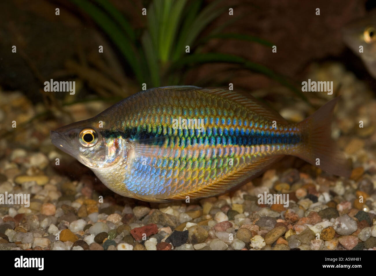 Goyder River Rainbowfish Banded Rainbow Fish Melanotaenia trifasciata Stock Photo