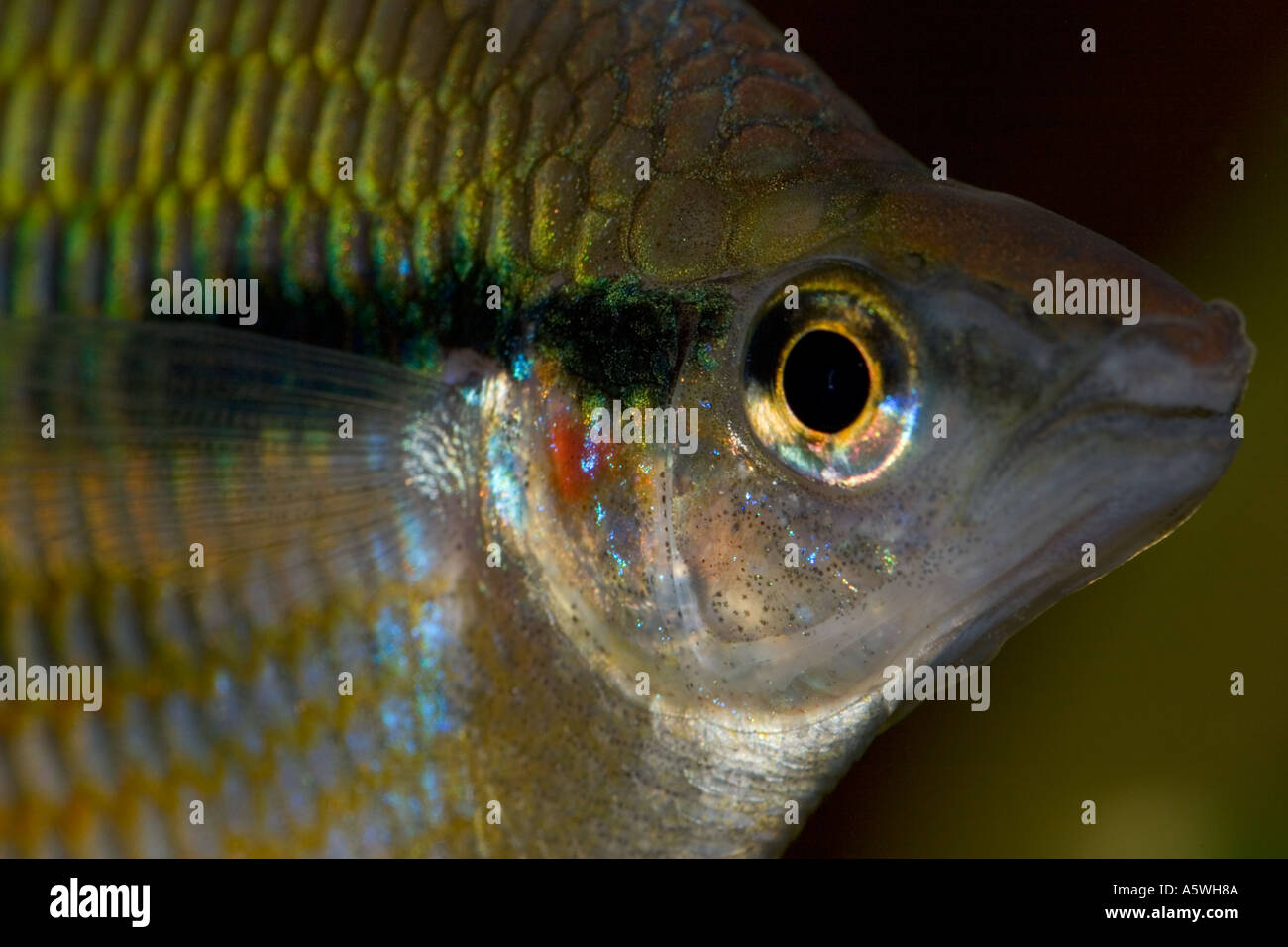 Goyder River Rainbowfish Banded Rainbow Fish Melanotaenia trifasciata Stock Photo