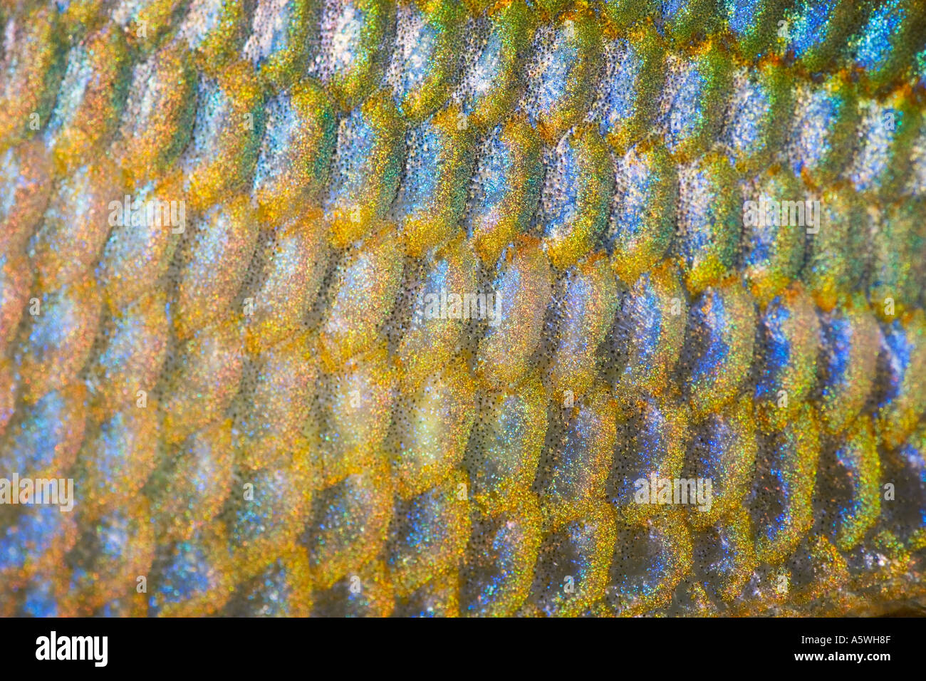 Goyder River Rainbowfish Banded Rainbow Fish Melanotaenia trifasciata Stock Photo