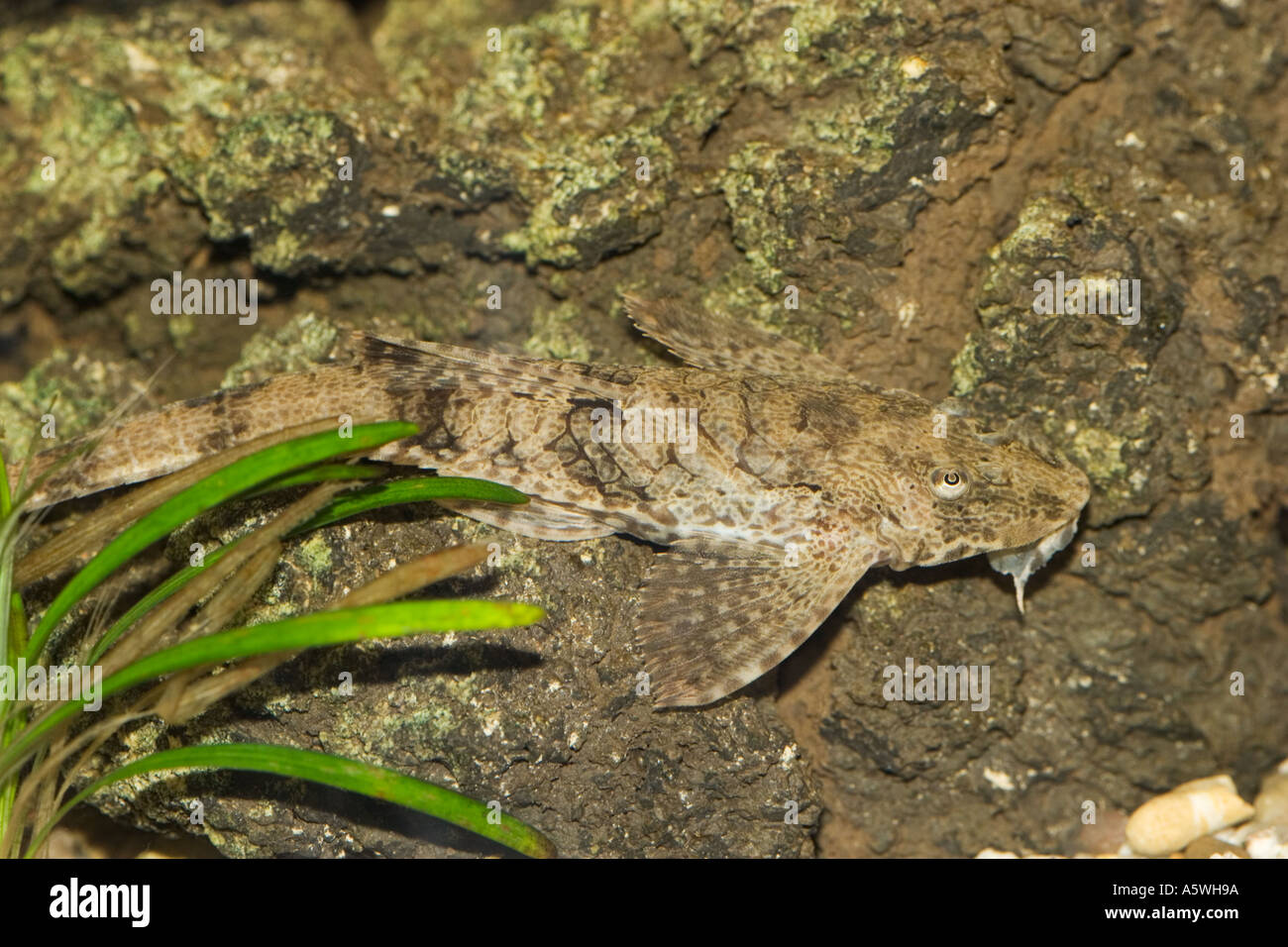 Rineloricaria sp The Whiptail Catfish Stock Photo