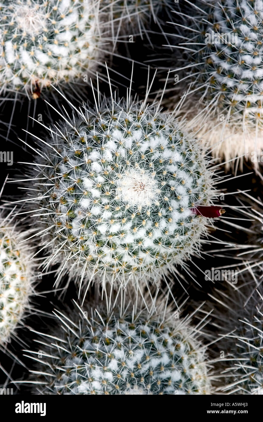 Cactus shot in natural environment Stock Photo