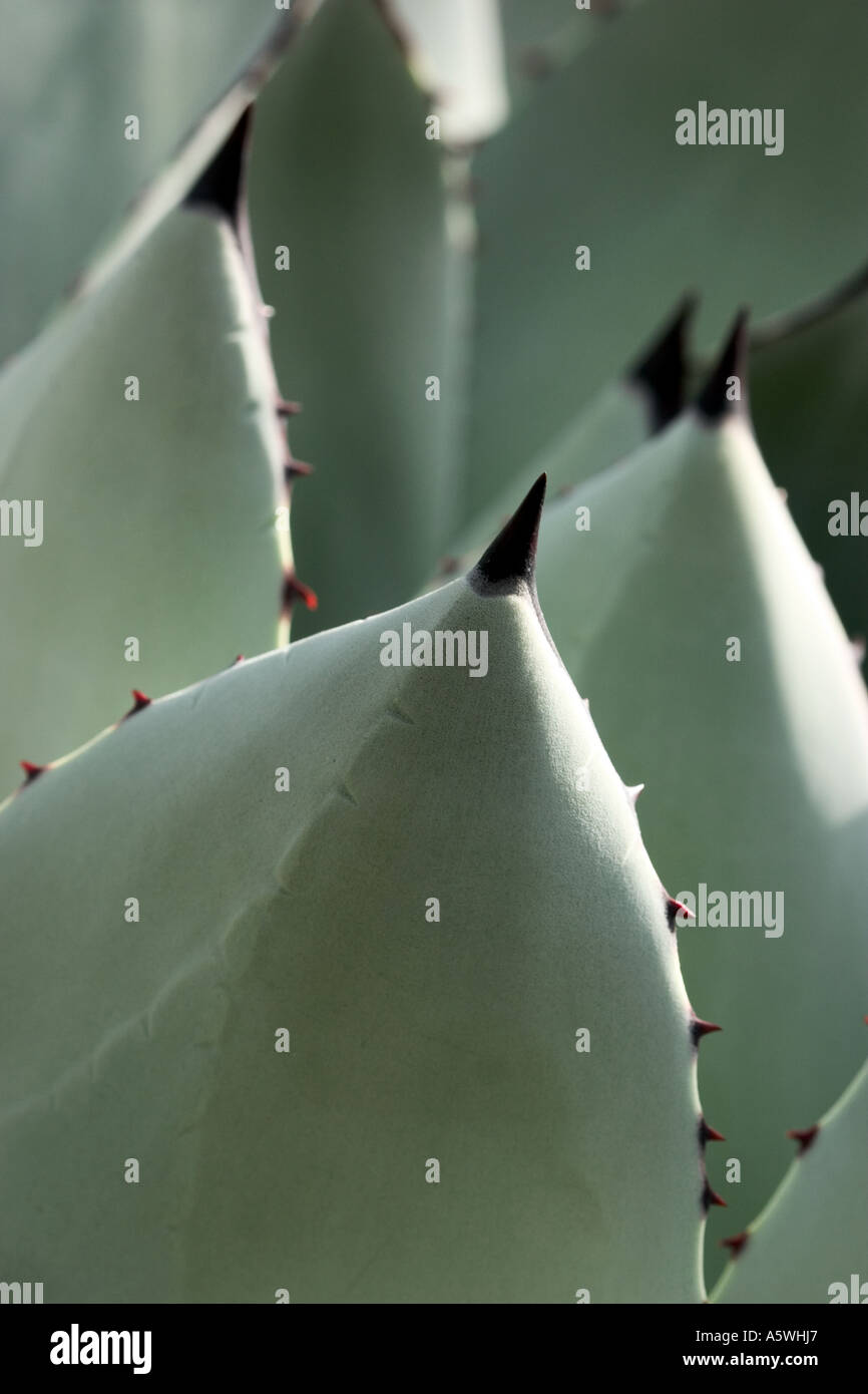 Cactus / Succulent with blue grey leaves shot in natural environment Stock Photo
