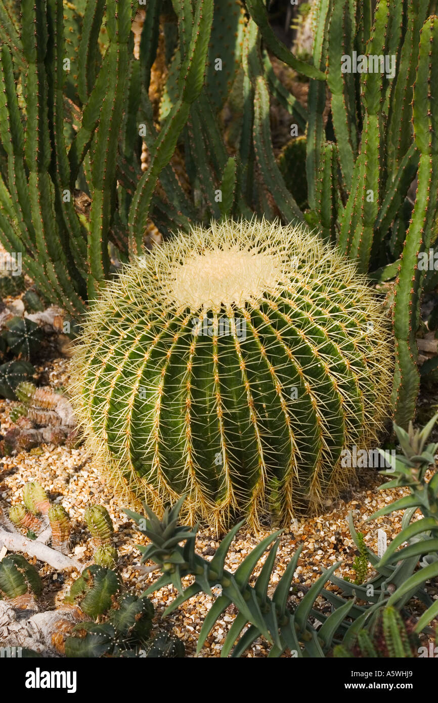 Bulbous cactus shot in natural environment Stock Photo