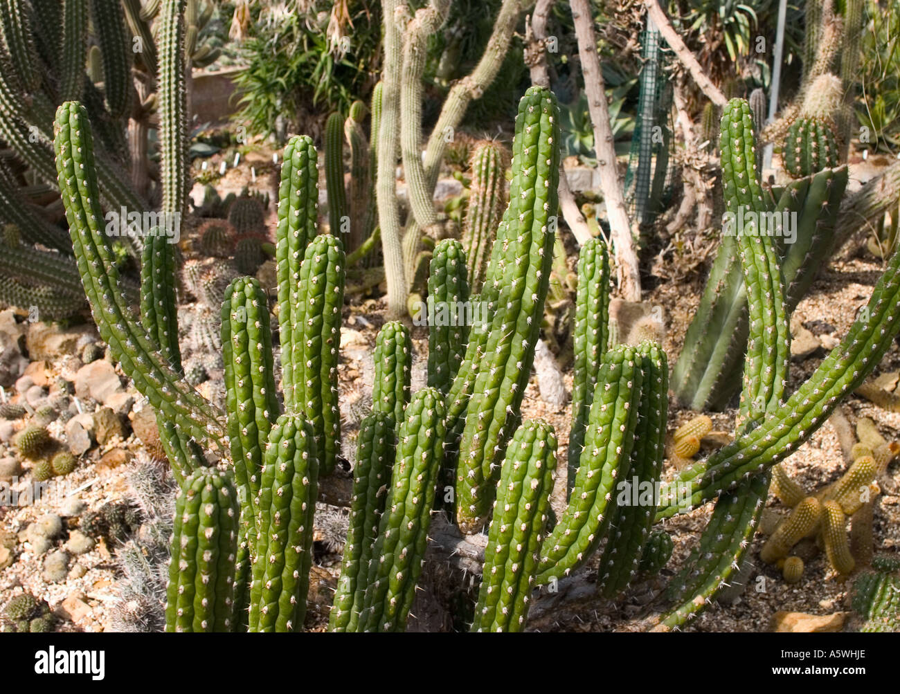 Cacti shot in natural environment Stock Photo