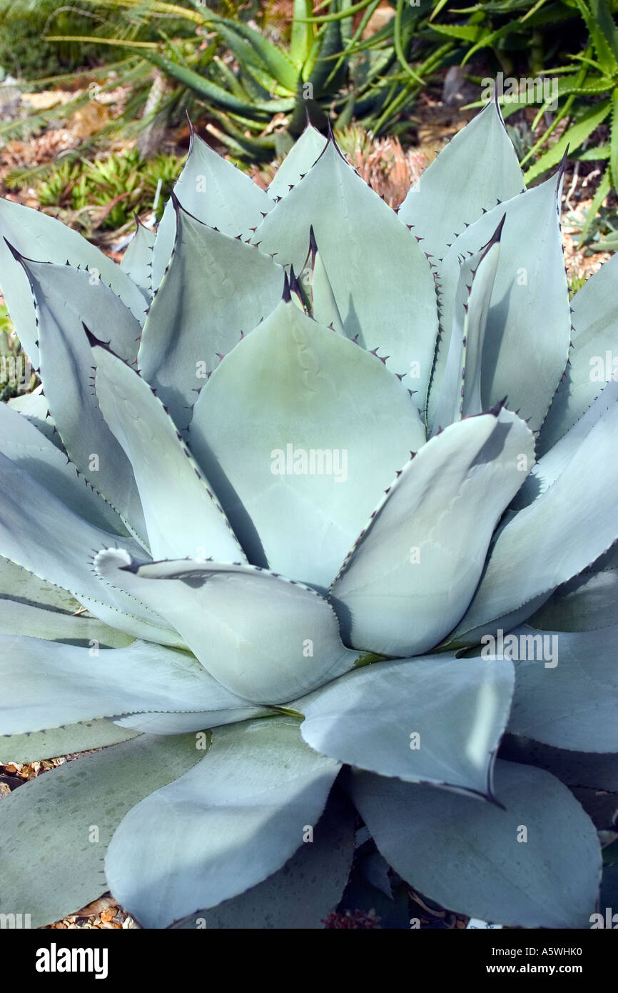 Agave parryi cactus with blue grey leaves shot in natural environment Stock Photo