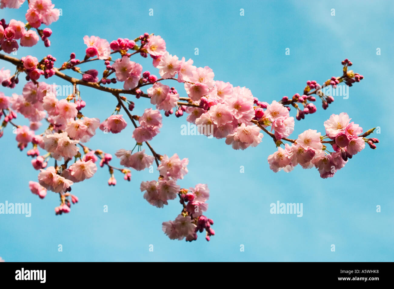 Cherry blossom in full bloom shot against a bright blue sky background ...
