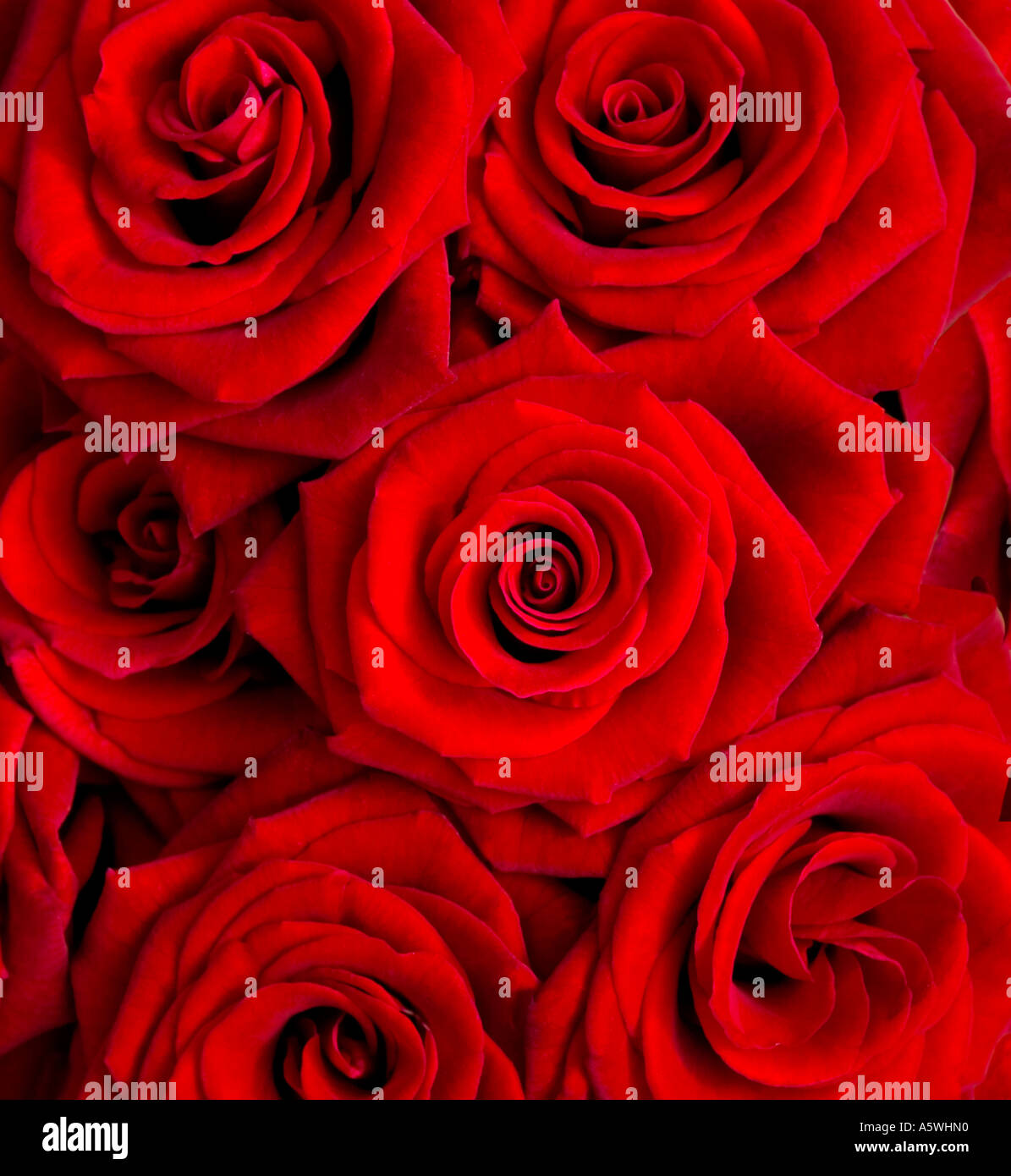 Plan view of Red roses Stock Photo Alamy