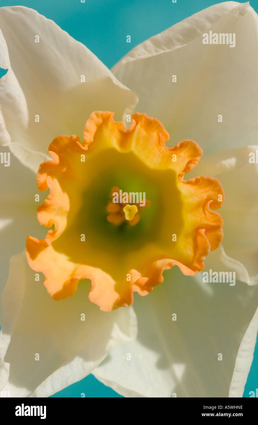 COMMON NAME Daffodil LATIN NAME Narcissus Stock Photo Alamy