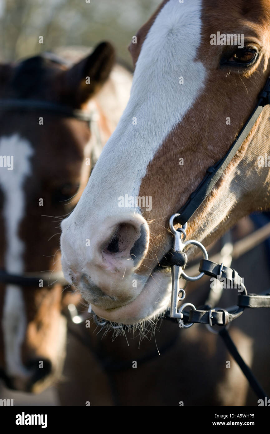 Horse Harness High Resolution Stock Photography and Images Alamy