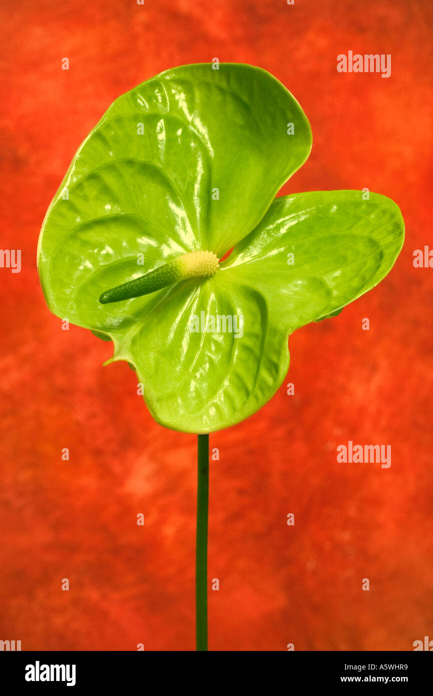 Painter's palette 'Anthurium andraeanum' shot against a textured red background Stock Photo