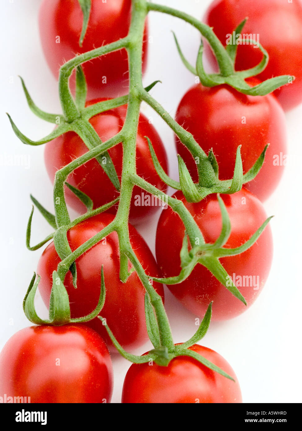 Tomatoes on the vine on white background Stock Photo - Alamy