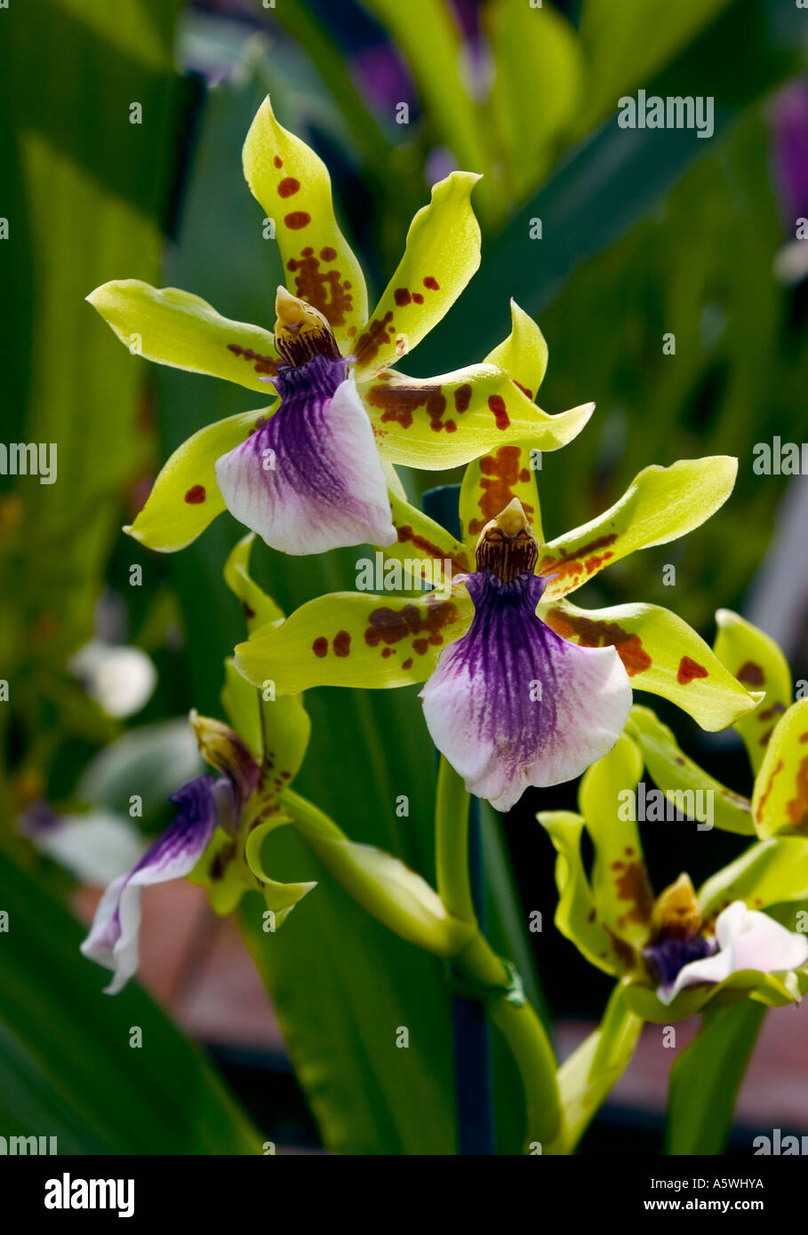 Close up shot Orchid 'Zygopetalum' Stock Photo