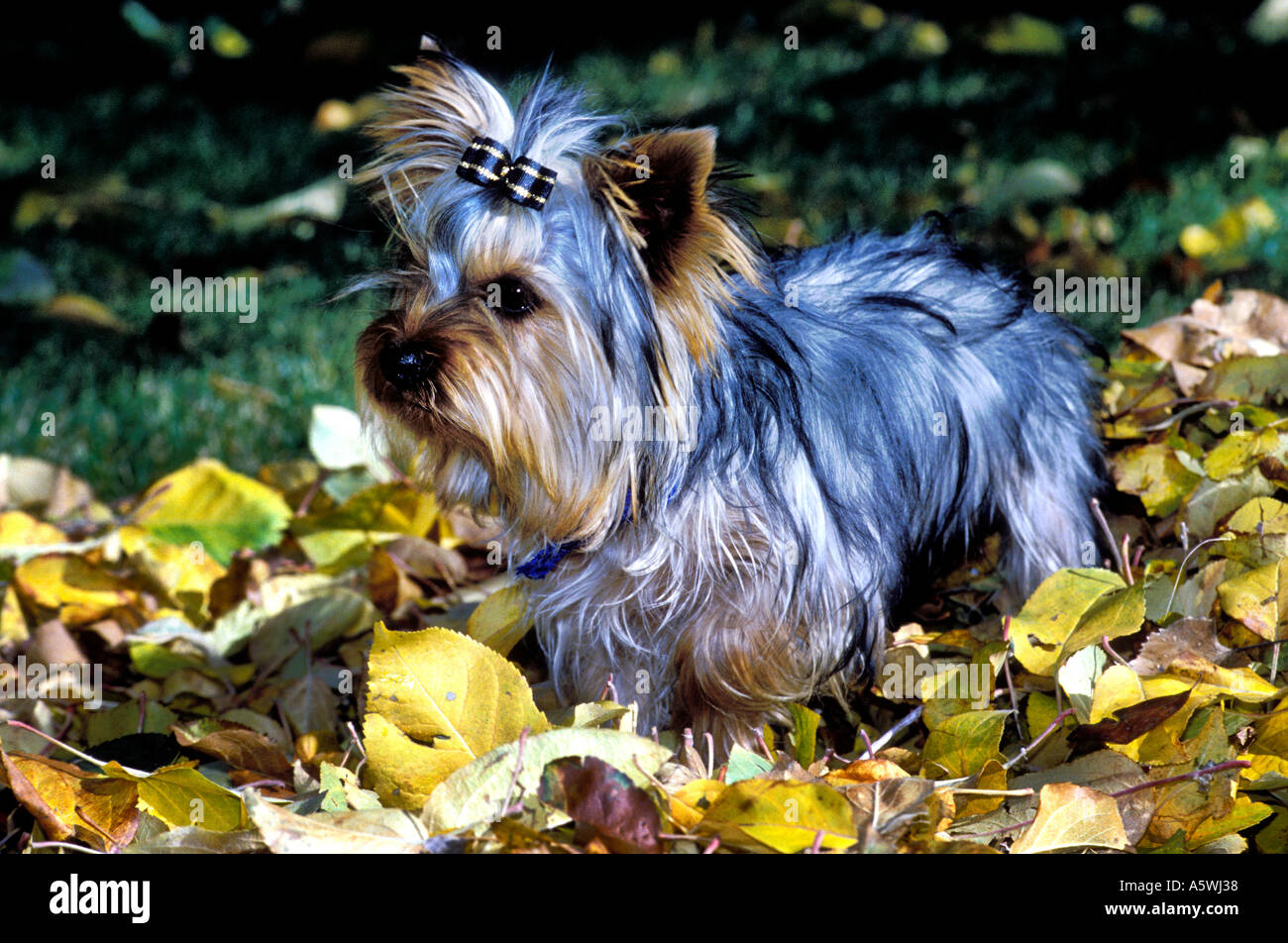 F-15 YORHSHIRE TERRIER PUPPY IN FALL LEAVES Stock Photo