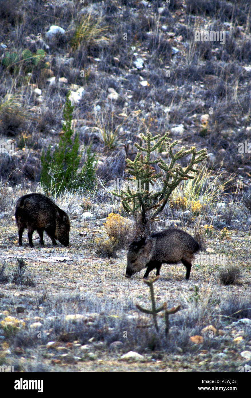 M223 TWO FEEDING JAVELINA CACTUS Stock Photo Alamy