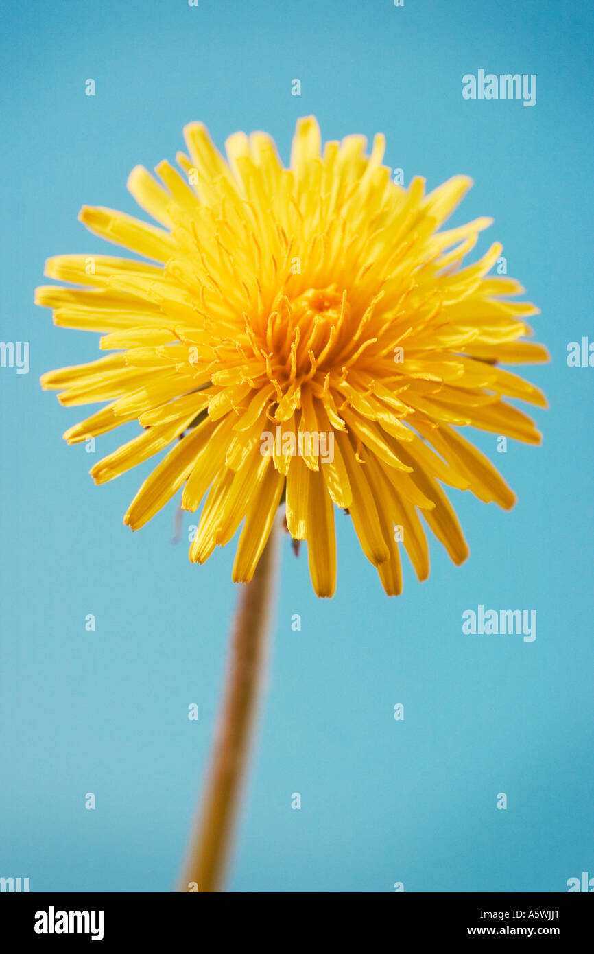 Single dandelion shot against a blue background Stock Photo