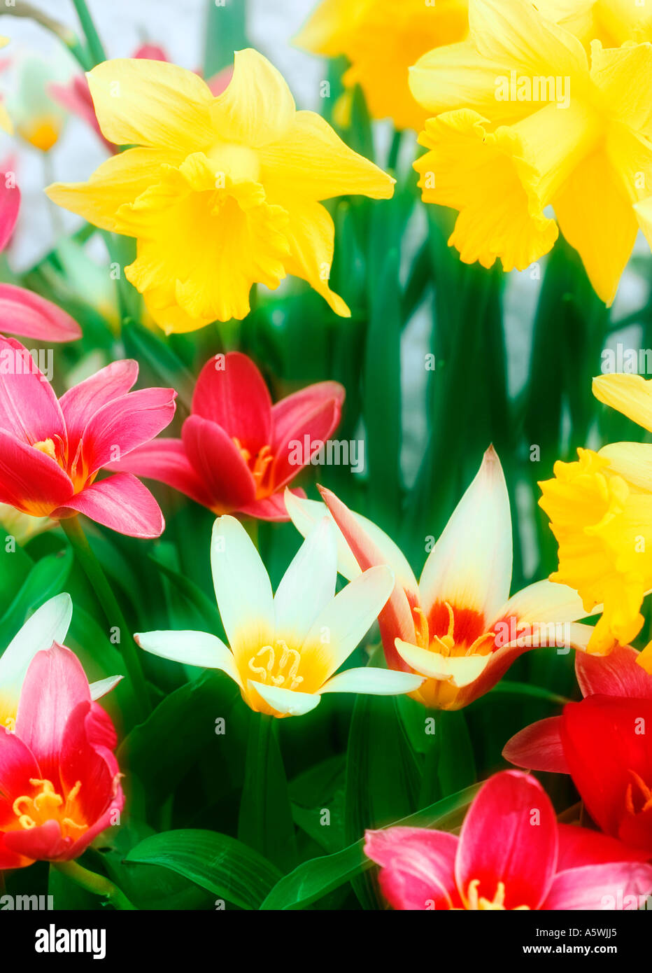 Selection of spring bulbs Stock Photo Alamy