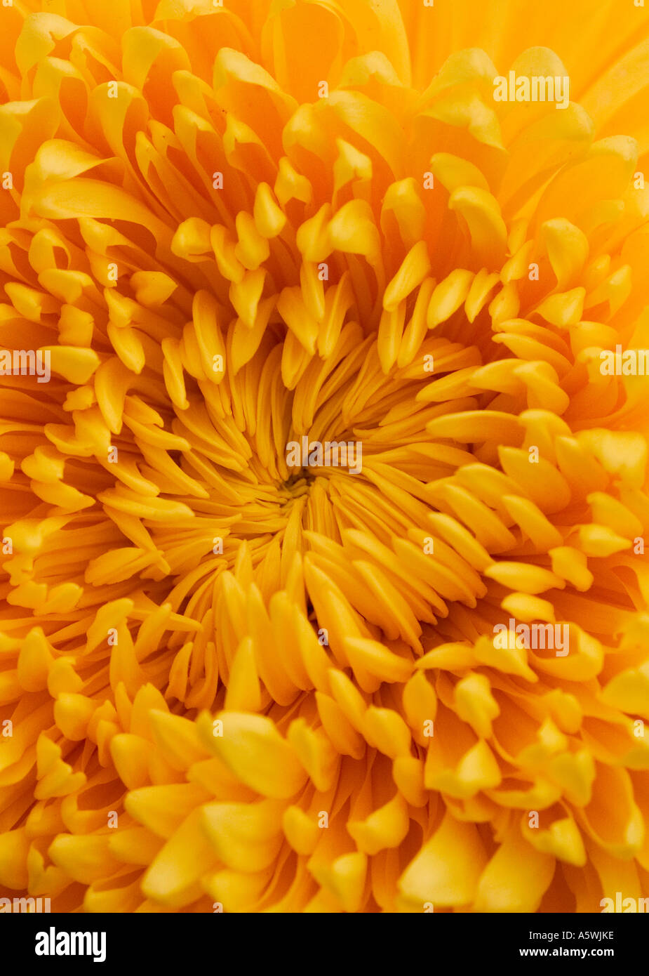 Close up of a yellow Chrysanthemum flower. Stock Photo