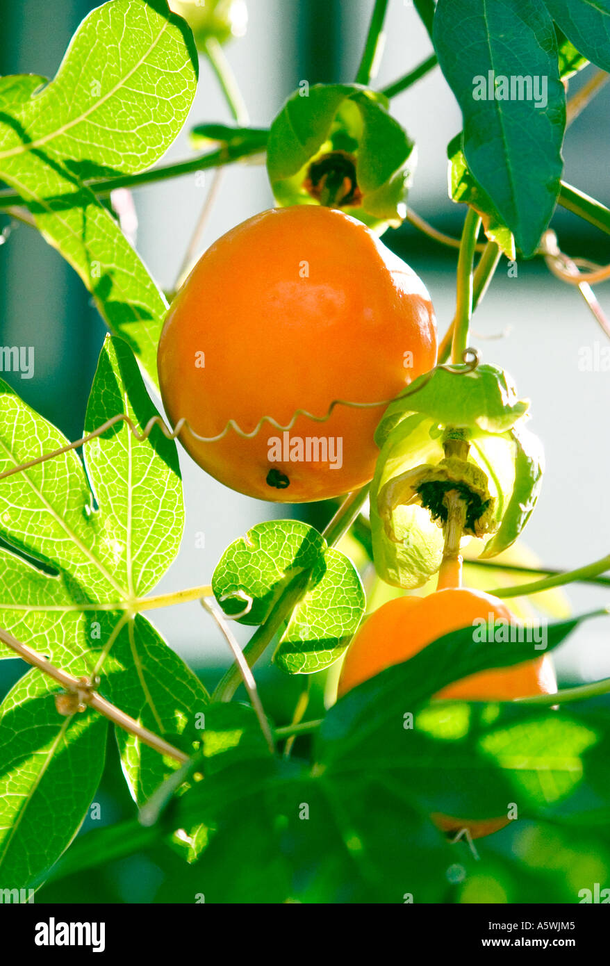 close up shot of passion fruit growing on the vine Stock Photo