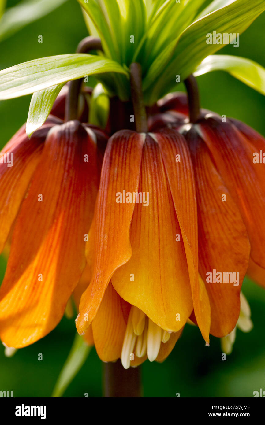Close up shot of 'fritillaria imperialis' Crown imperial in natural environment Stock Photo