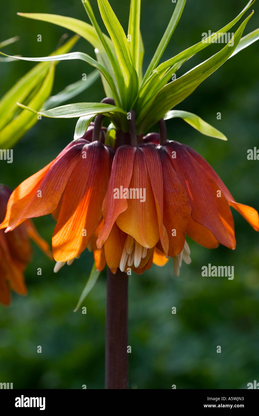 Fritillaria imperialis, Crown imperial shot in natural environment Stock Photo
