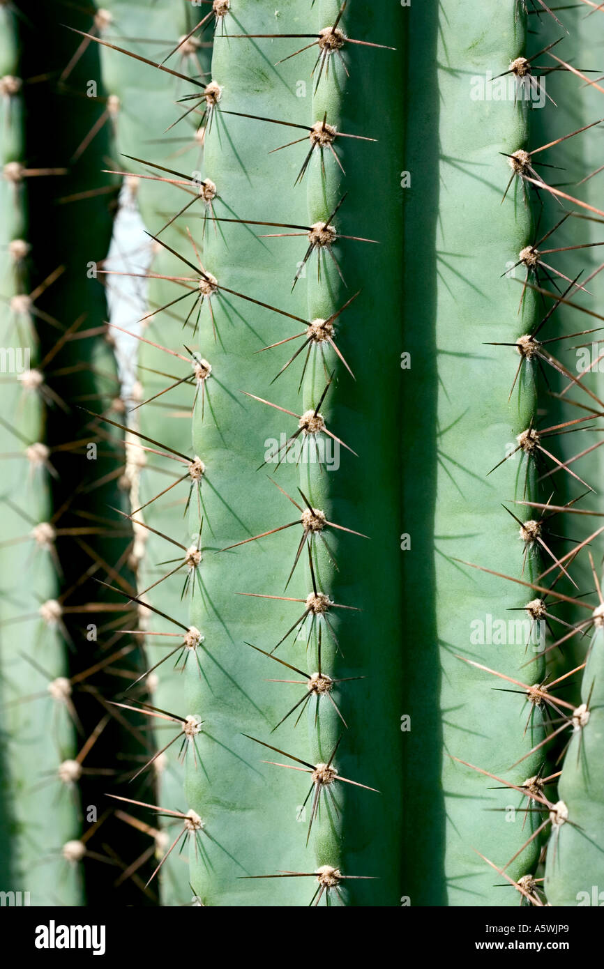 Close up shot of cactus Stock Photo