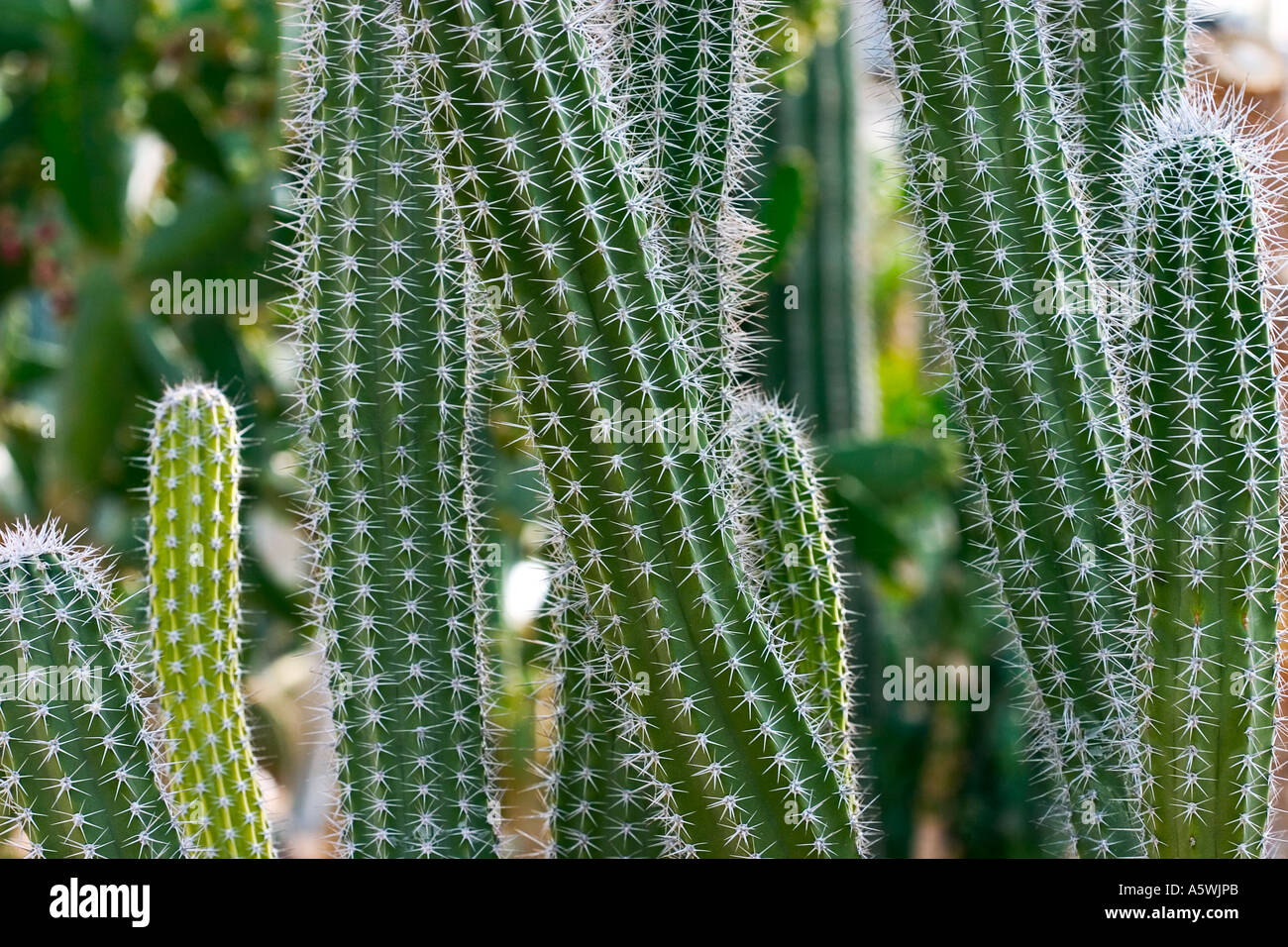 Cactus shot in natural environment Stock Photo