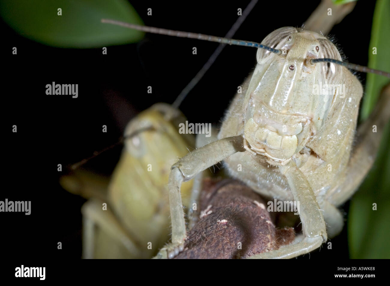Locusts Eat Stock Photos & Locusts Eat Stock Images Alamy