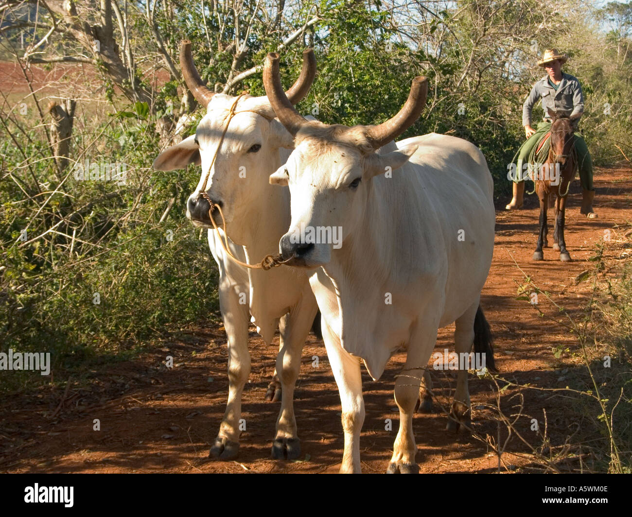 cuba oxen team being driven to fields by cowboy on horseback Stock Photo