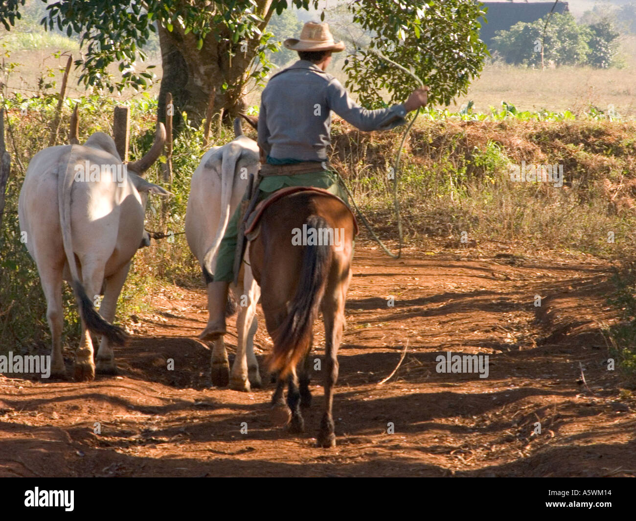 cuba cowboy driving two oxen to fields in western cuba Stock Photo