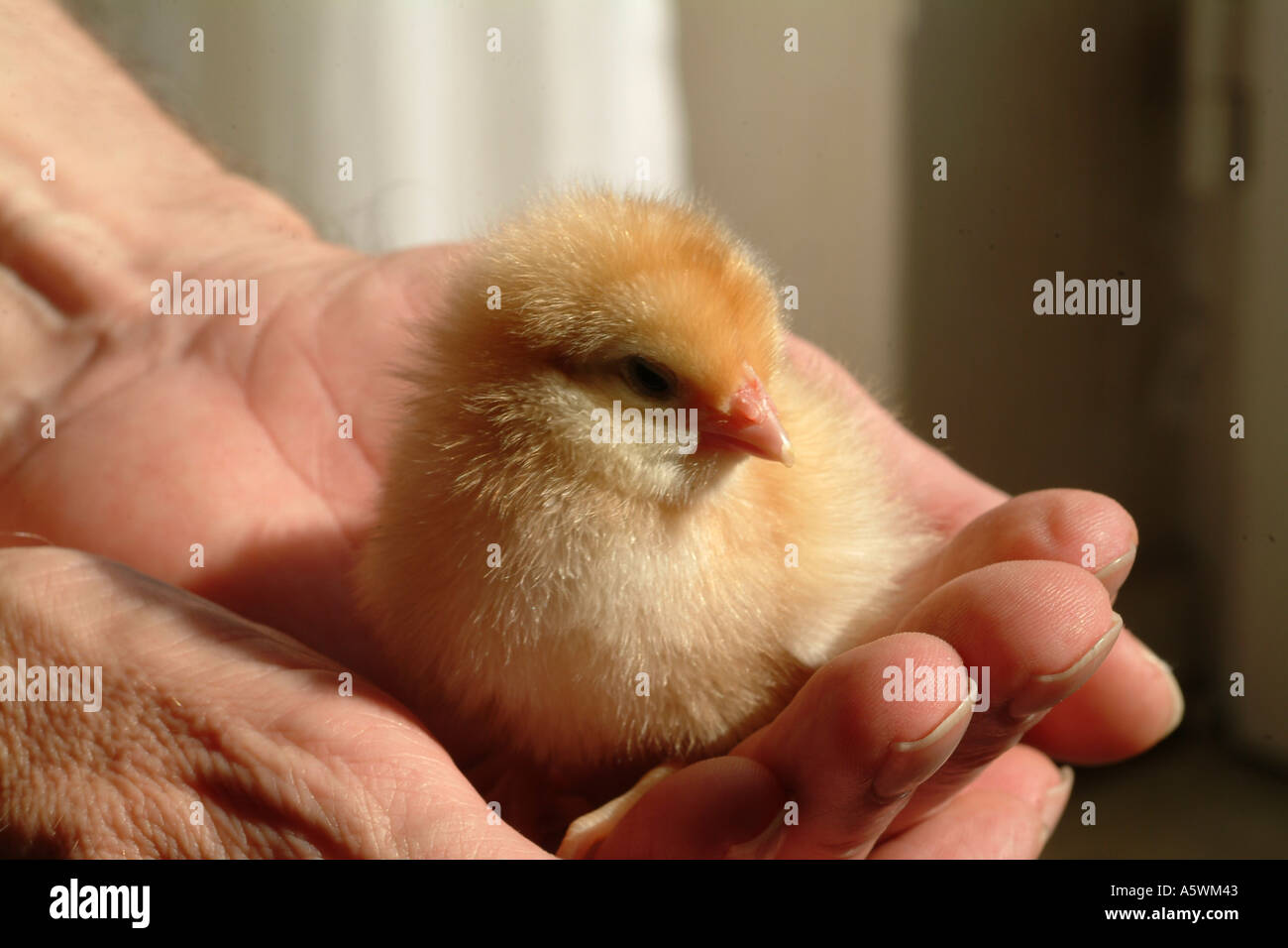 имена для цыплят. игрушка "цыпленок". цыплята фото. как назвать цыпленка. кличка цыпленка.