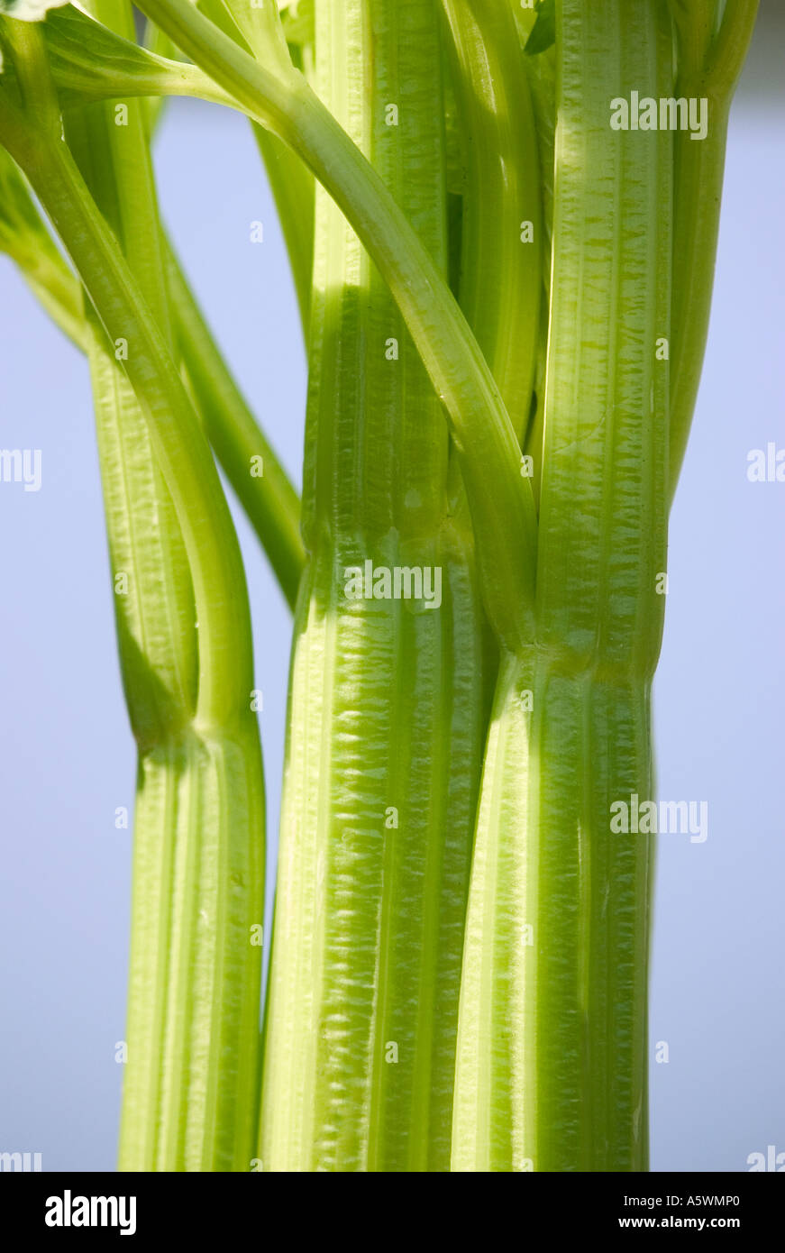 Celery stalks with blue background Stock Photo Alamy