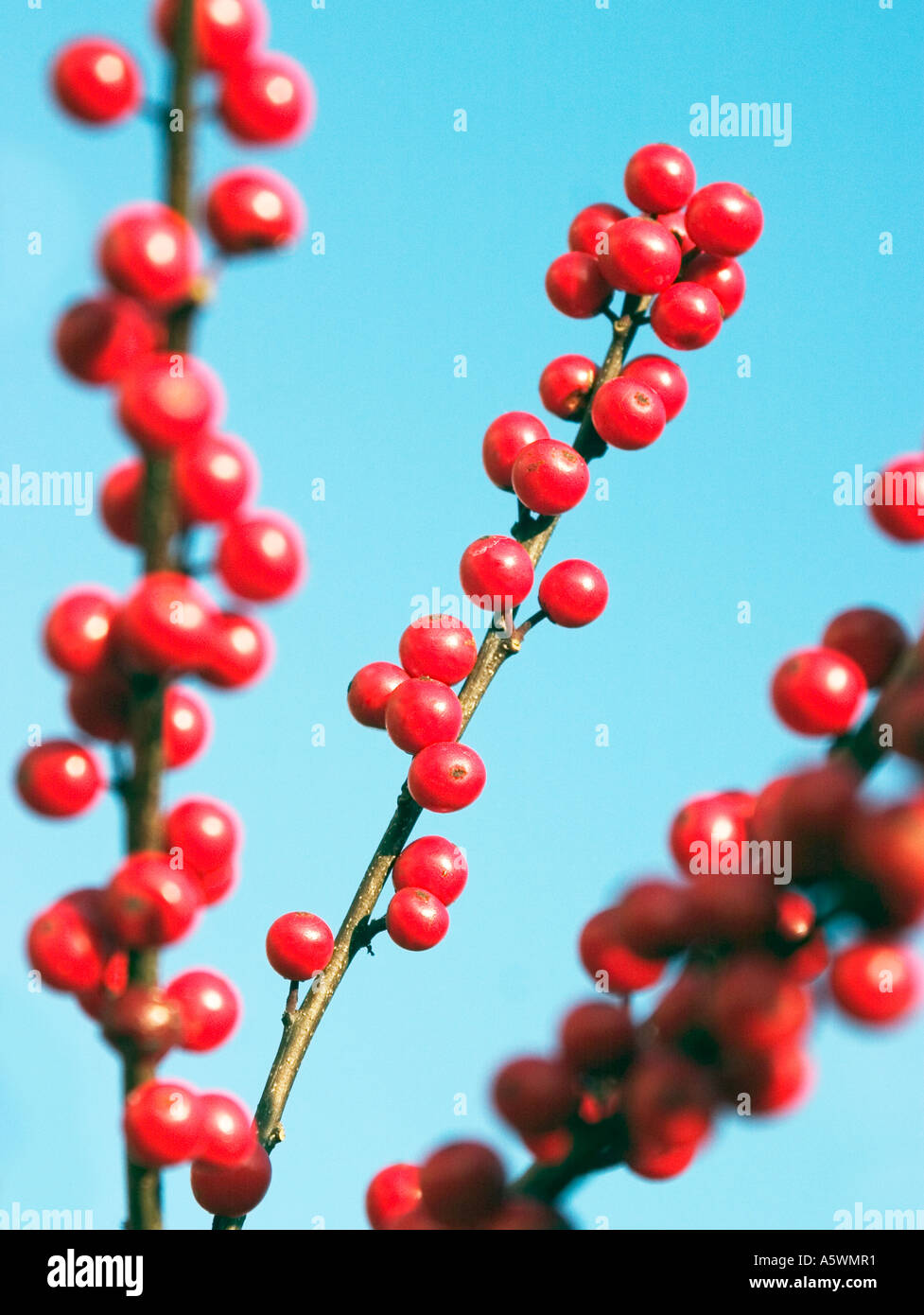 Red holly berries shot against blue background Stock Photo Alamy