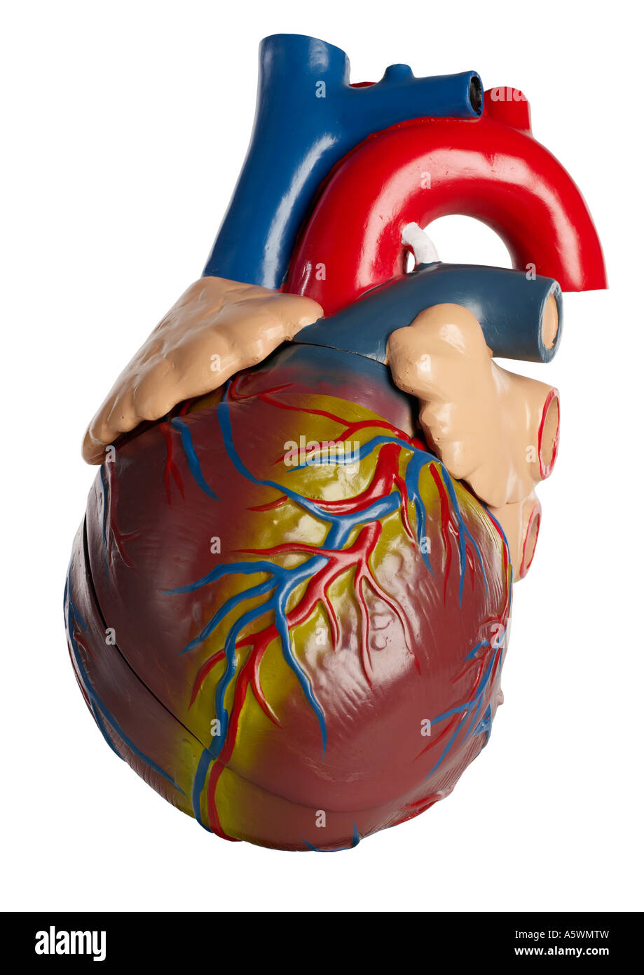Human Heart Silhouette Stock Photo Alamy