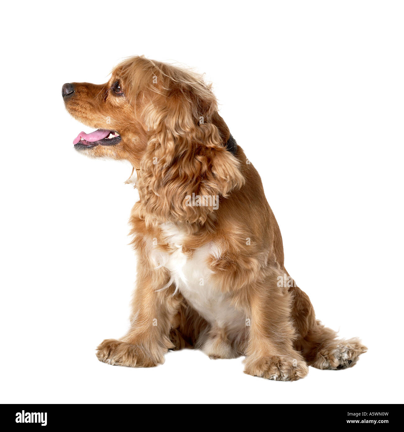 Dog Cocker Spaniel silhouette Stock Photo