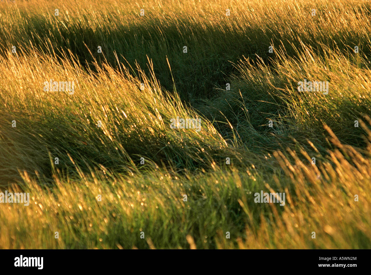 Blades of grass Stock Photo Alamy