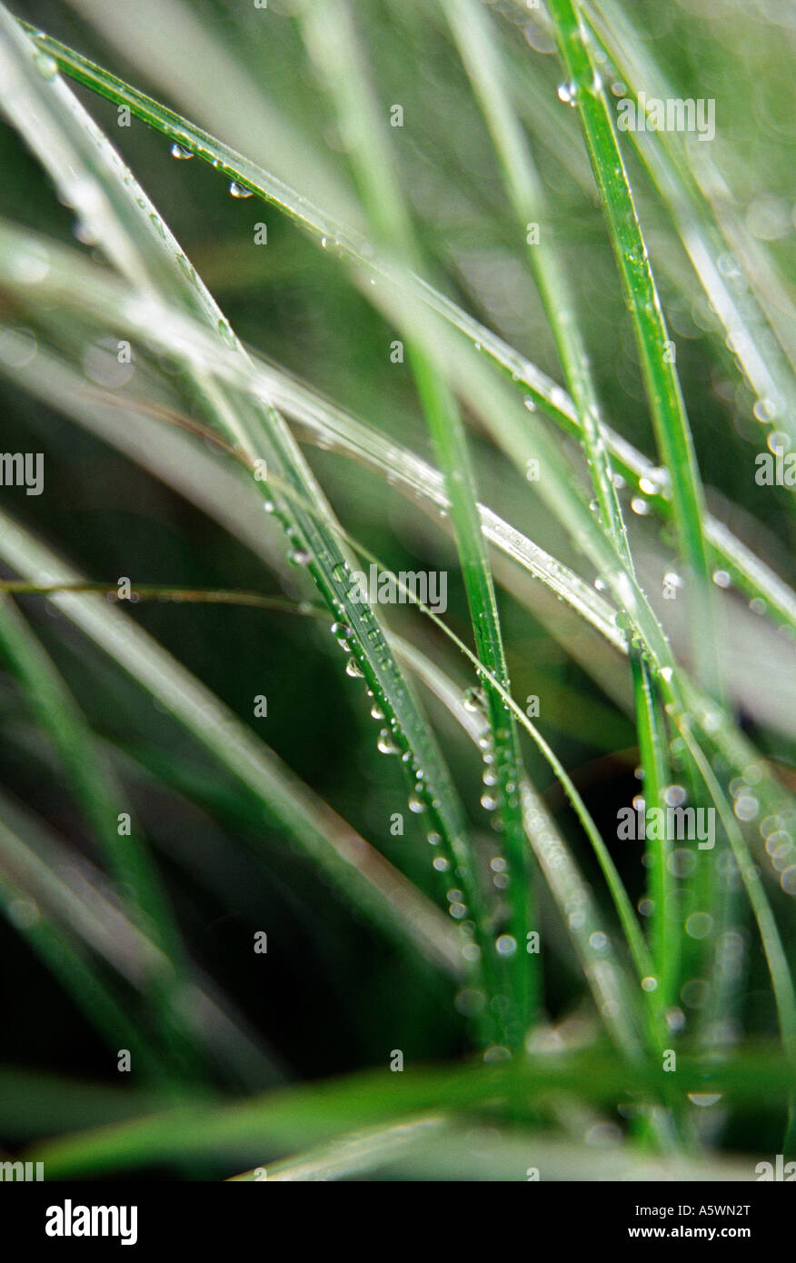 Blades Of Grass Stock Photo - Alamy