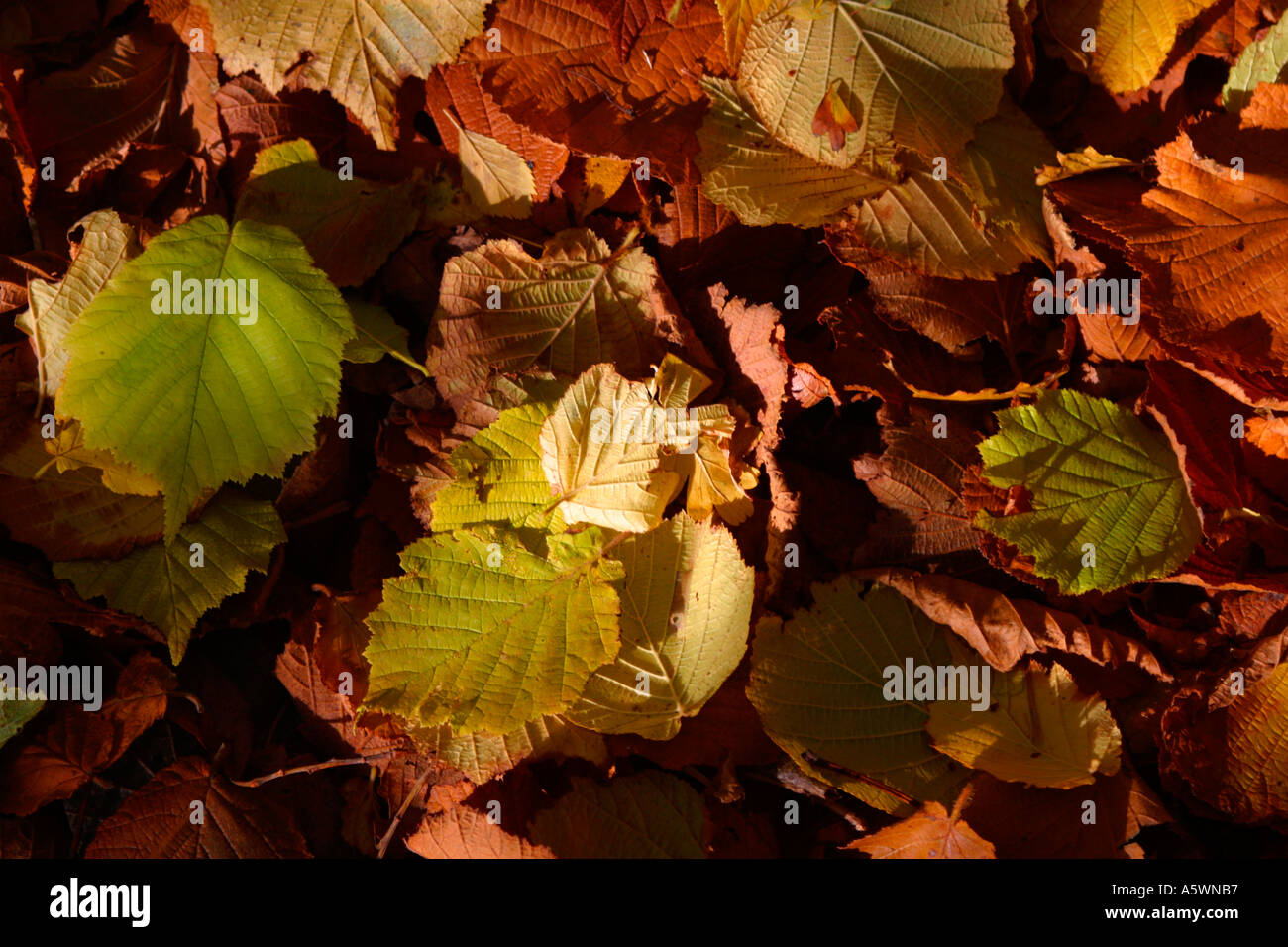 Leaves on ground uk hi-res stock photography and images - Alamy