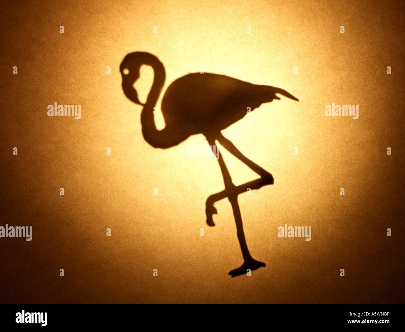 Flamingo silhouette Stock Photo