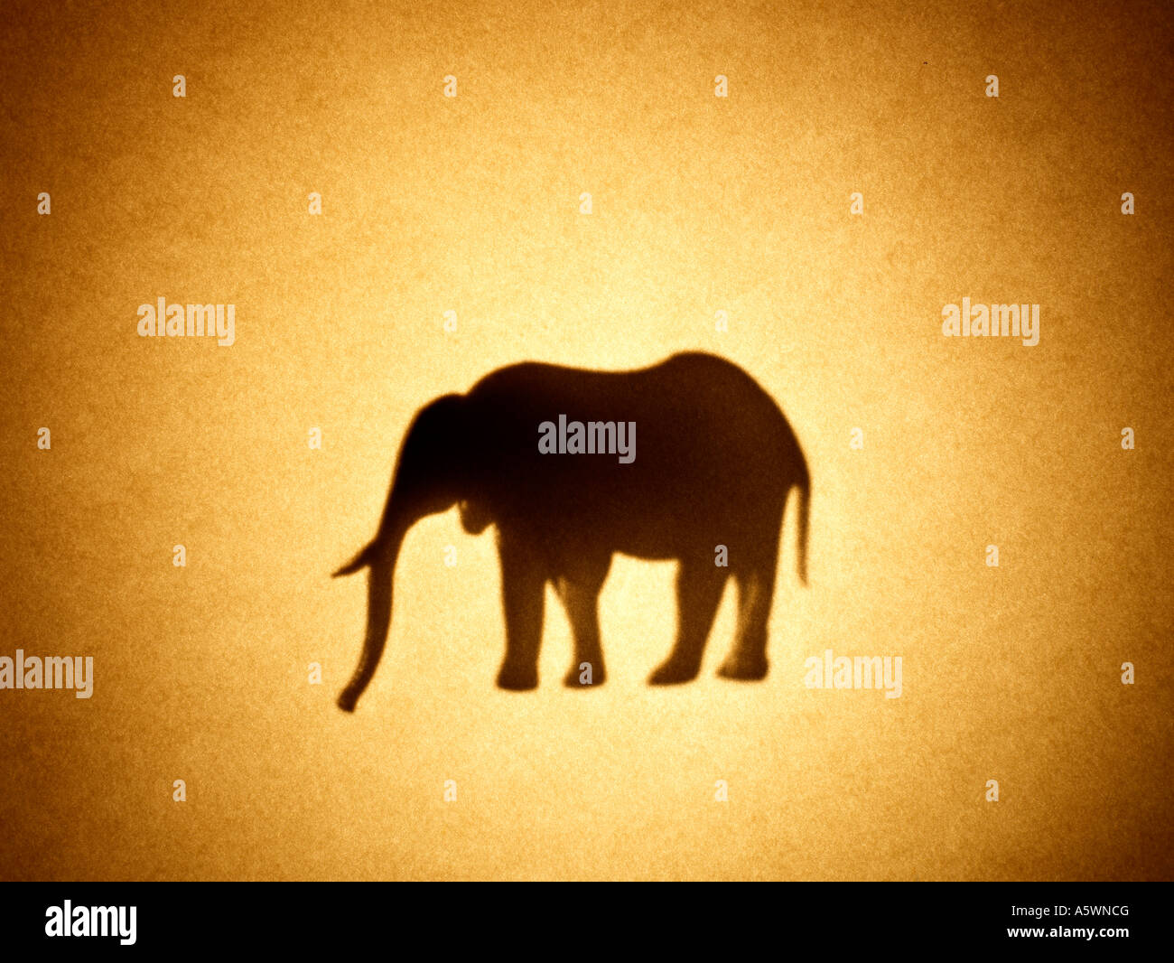Elephant silhouette Stock Photo
