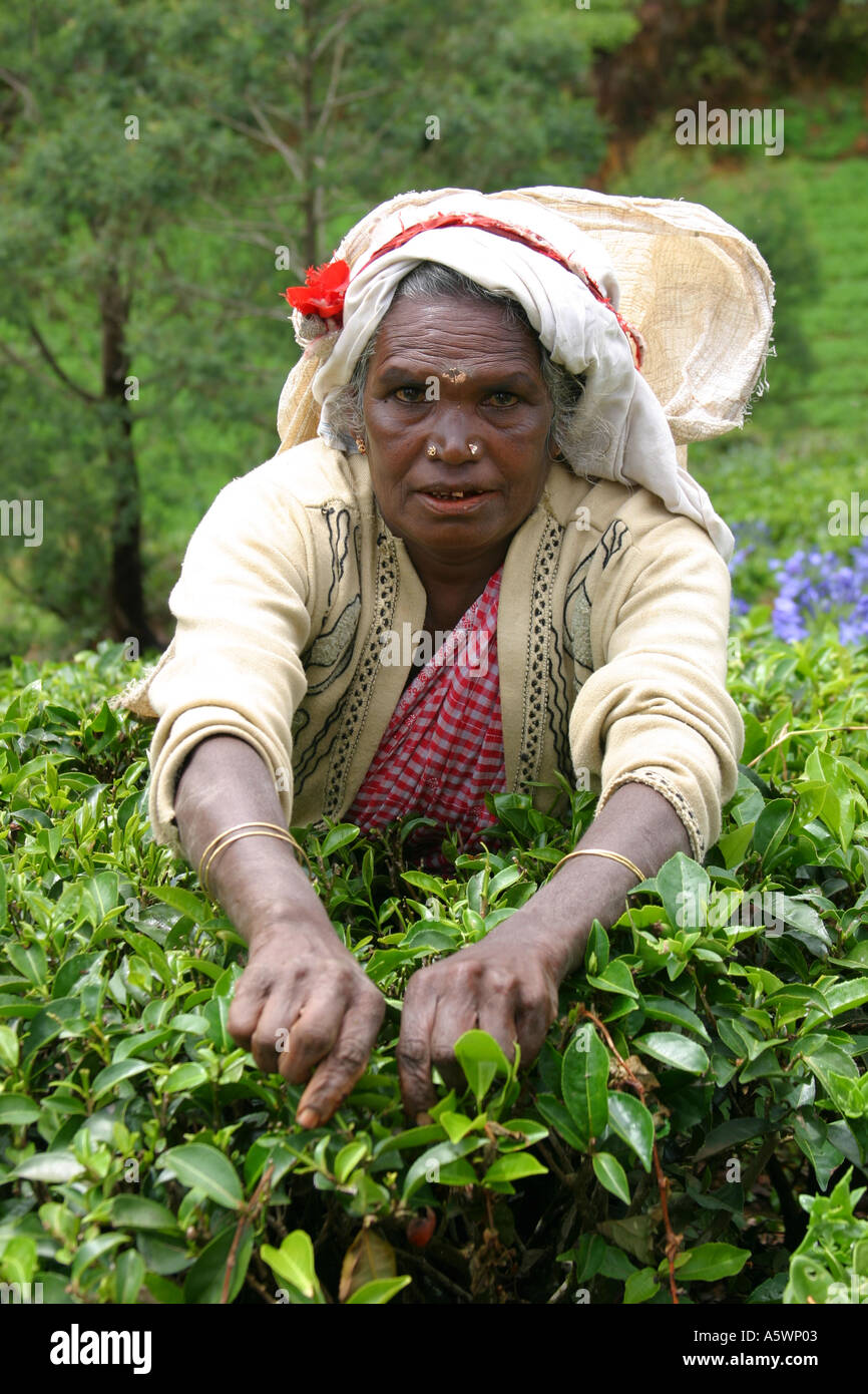 Older lady picking the tea leaves at a teaplantation Sri Lanka Stock Photo