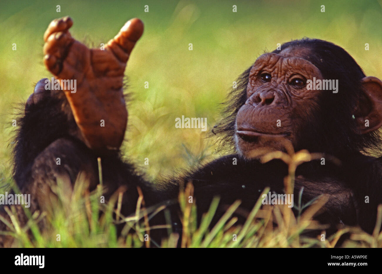 Chimpanzee relaxing on its back and opening the thumb on its foot Uganda East Africa Stock Photo