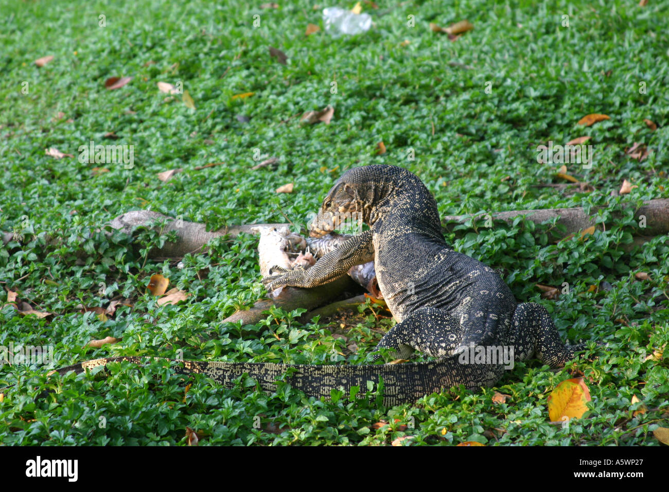 Monitorlizard eating a jus caught fish at Lumphini parc Bangkok Stock Photo