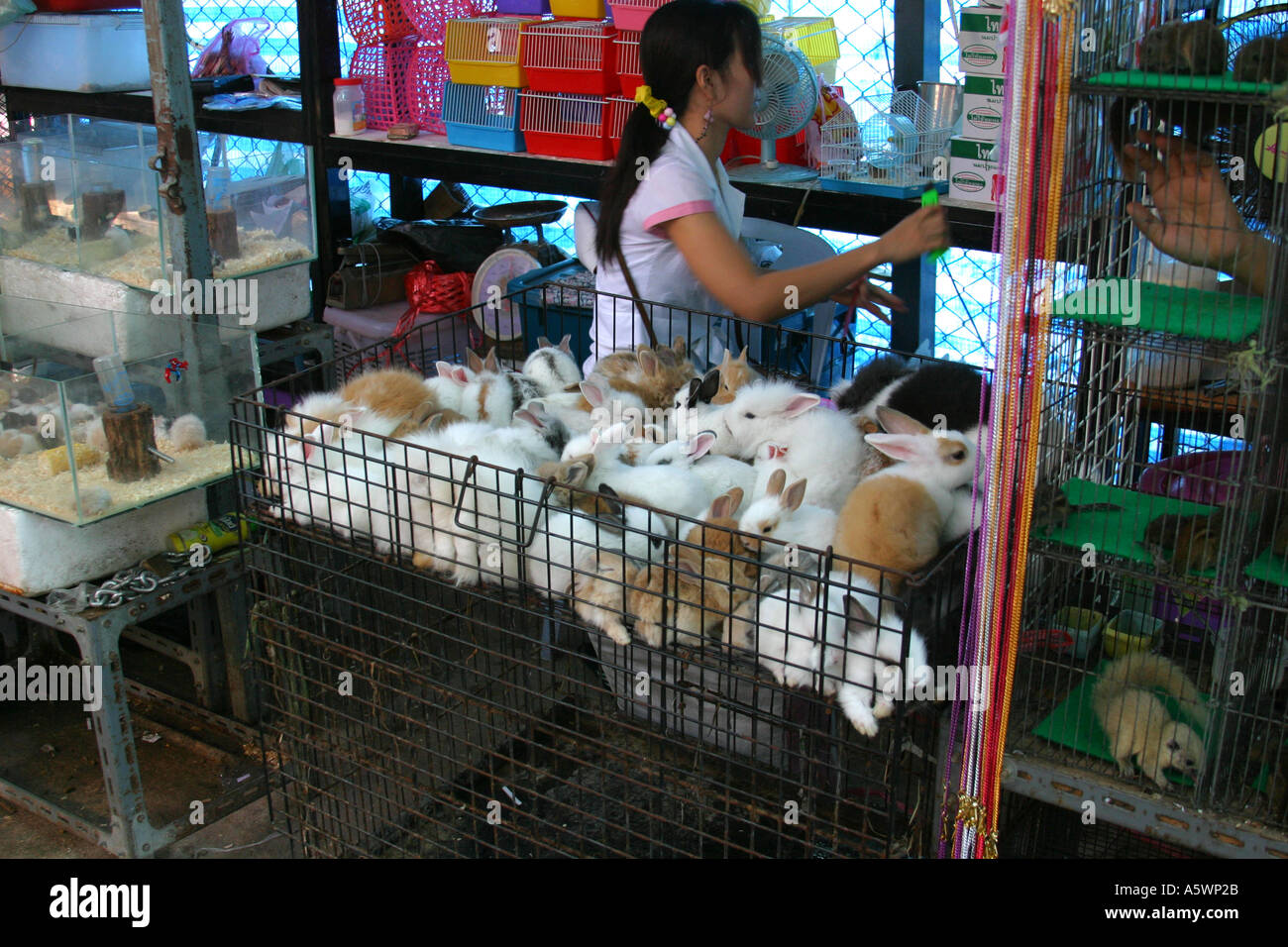 The Way The Bunnies Were Displayed At Chatuchak Was Not Very Animal 