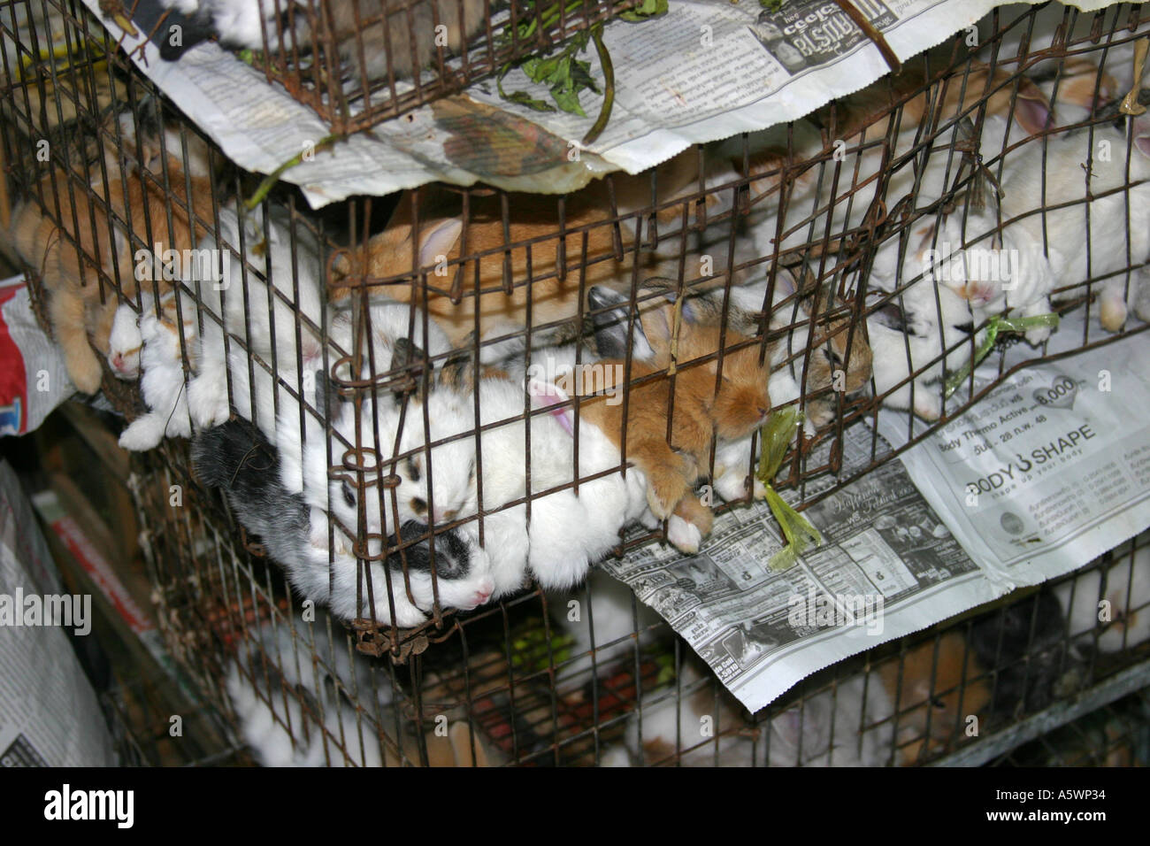 Little bunnies squashed in a cage at Chatuchak market Bangkok Stock Photo