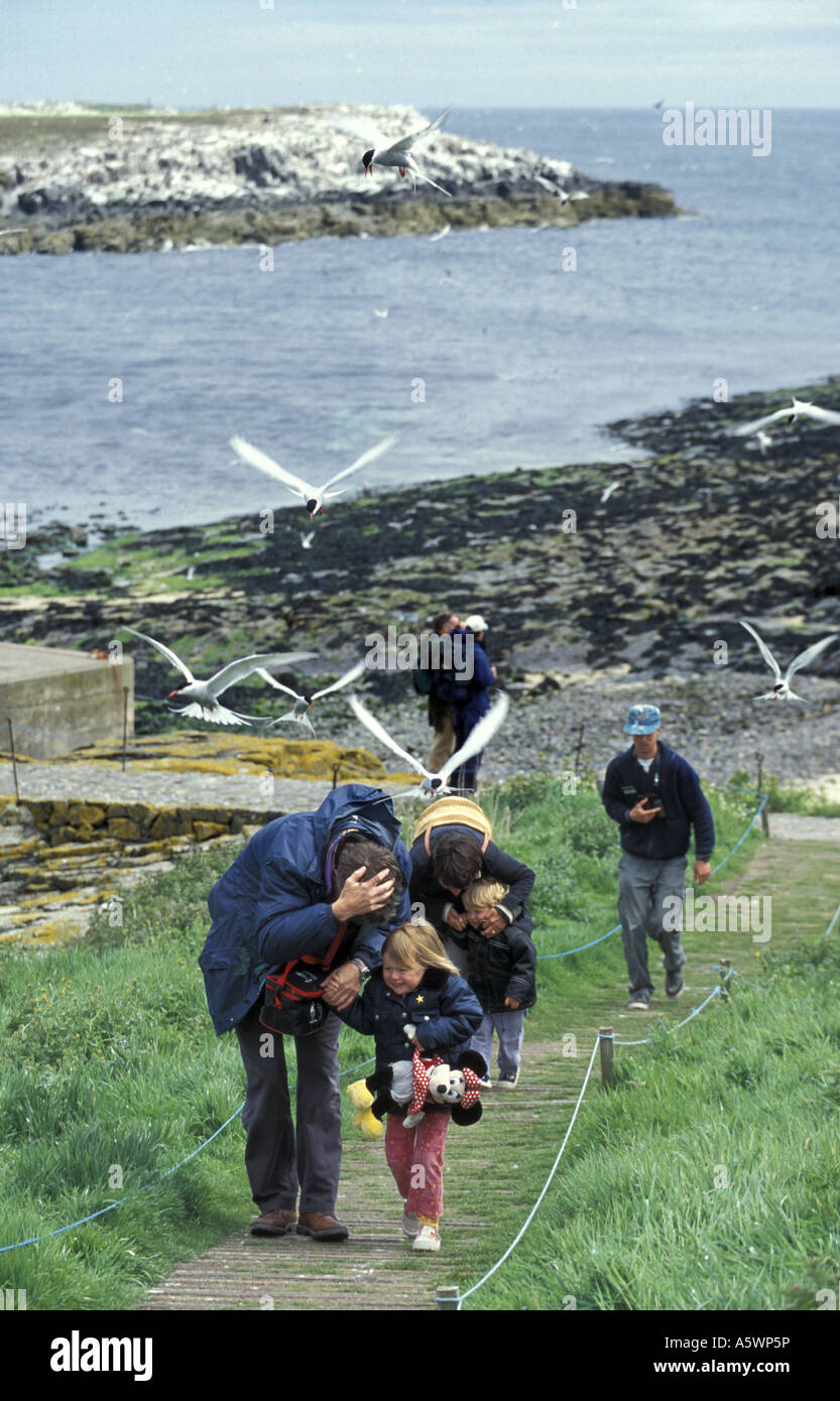 Visitors to Inner farne island run the gauntlet of diving Arctic terns protecting their nests Northumberland England Stock Photo