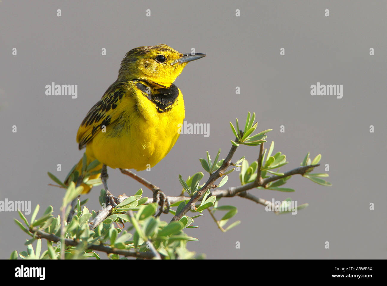 Golden Pipit on branch Stock Photo