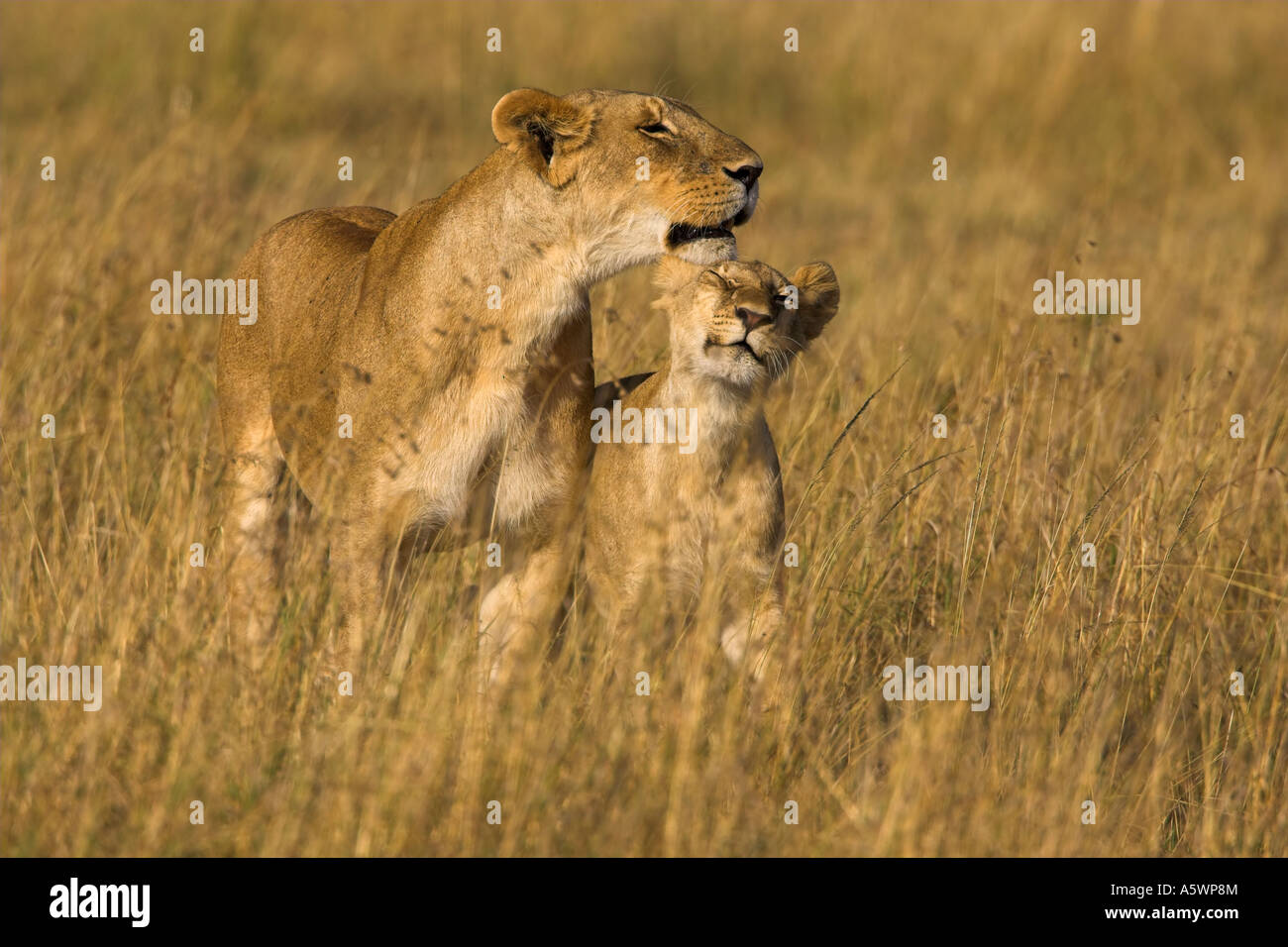 Lion Panthera Leo lioness with cub kenya masai mara Stock Photo - Alamy