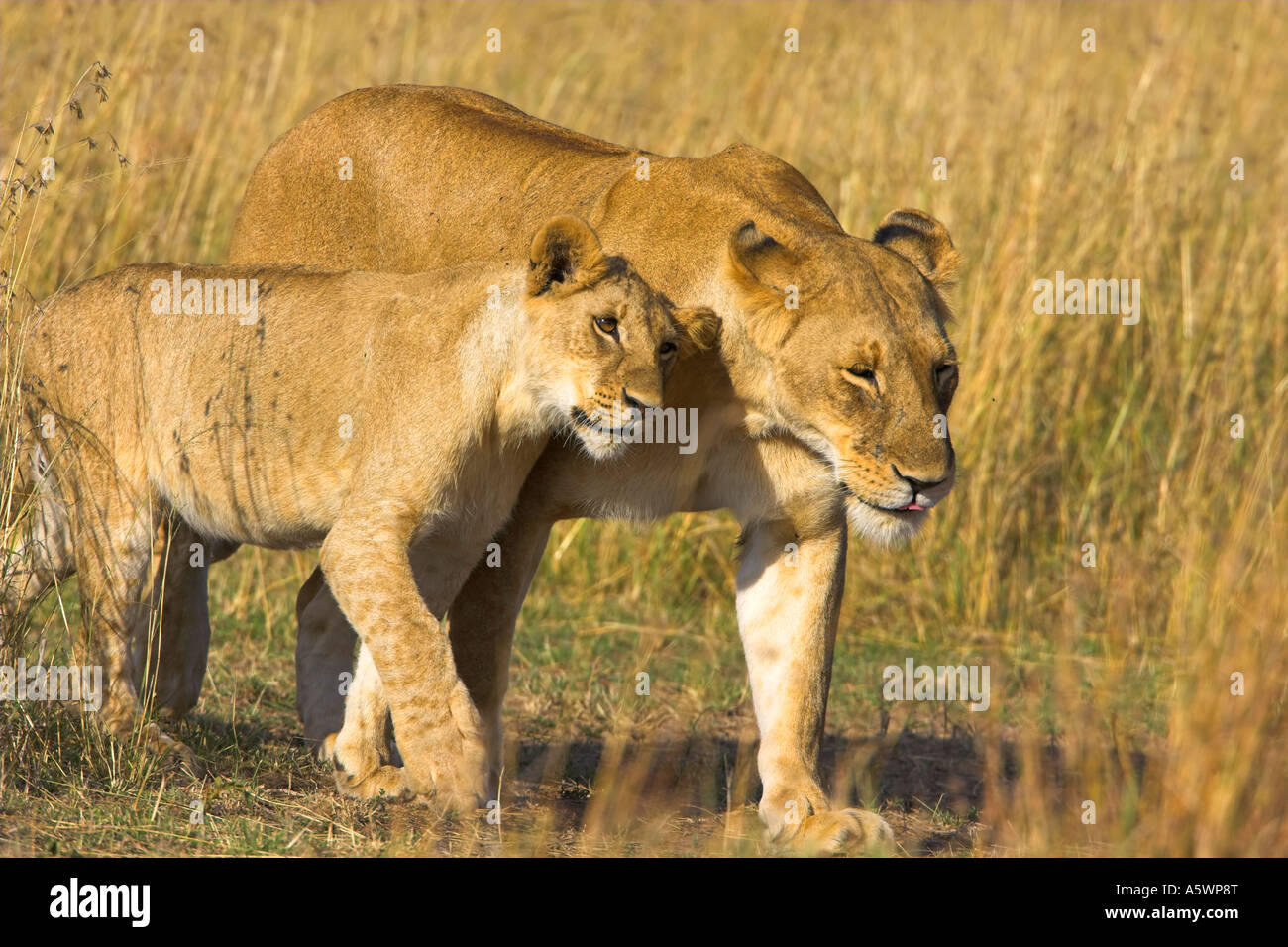 Lion Panthera Leo lioness with cub kenya masai mara Stock Photo - Alamy