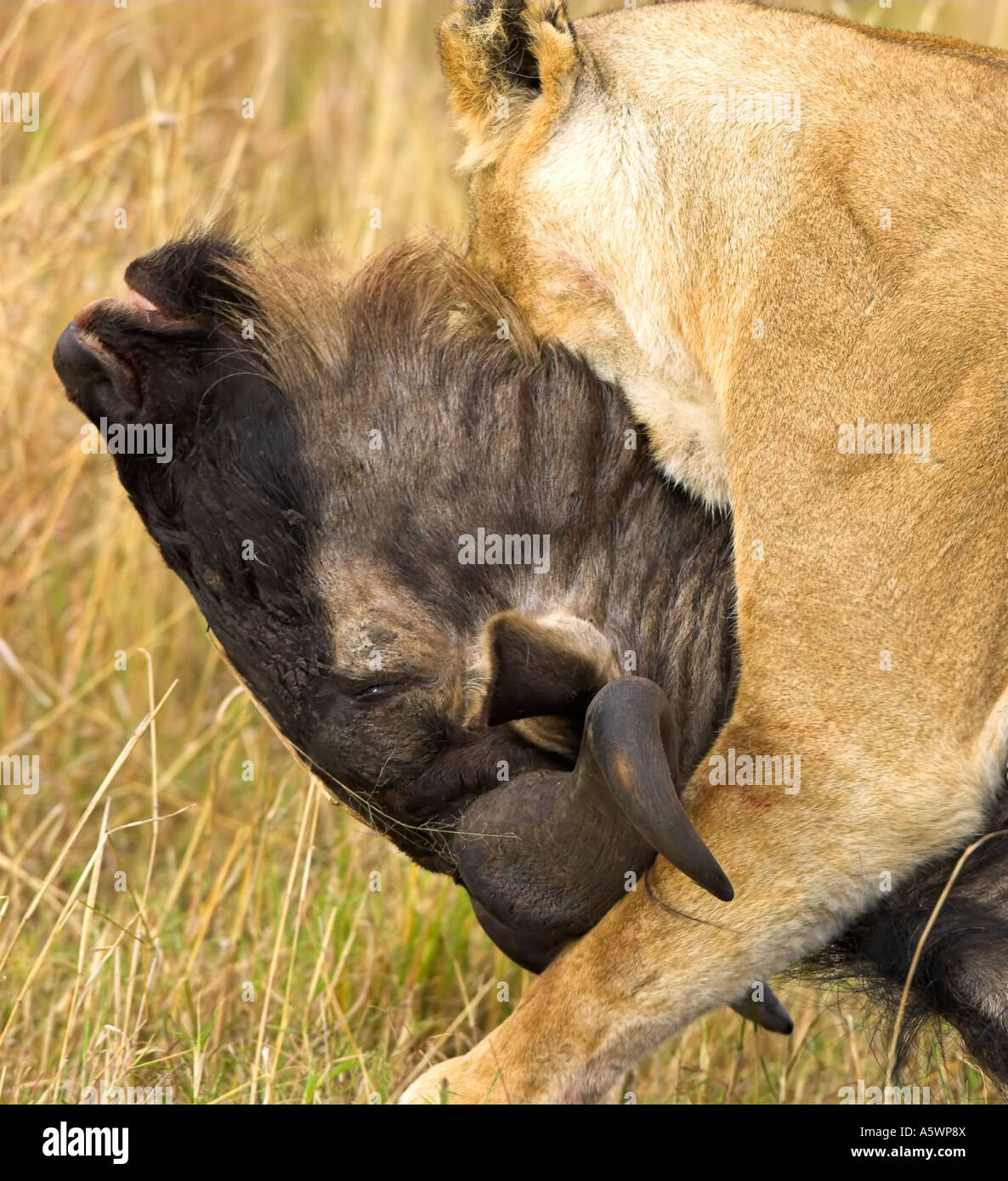Lioness killing wildebeest masai mara hi-res stock photography and ...